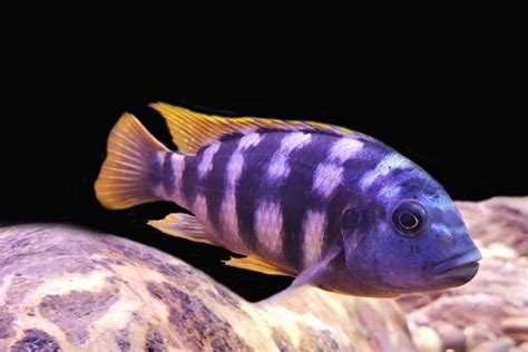25 Amazing Mbuna Cichlid Types And Care Tips – Fishkeeping .